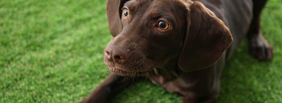 dog on artificial grass auckland